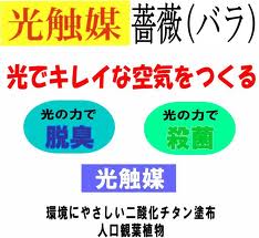 薔薇(バラ)の花の光触媒